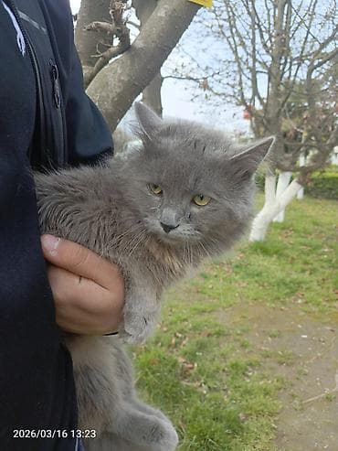 heyvan hekimi: Yaxşı əllərə — 1