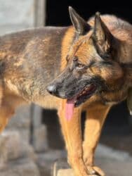 Akvariumlar: Alman çoban iti, 2 il, Erkek, Ünvandan götürmə — 1