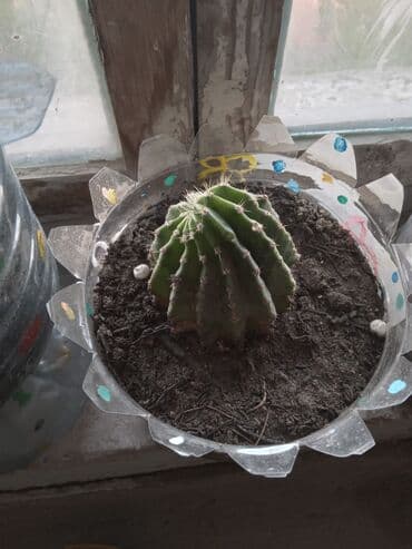орхидея баку: Çiçek acan kaktuslar. 1 azn
baki metro sos,Sumqayit catdirilir — 6