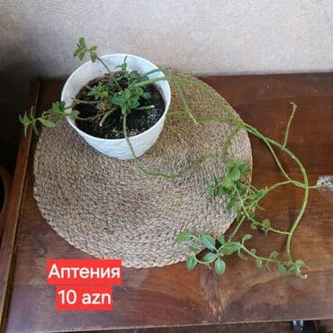 🌸 Аптению сердцелистную. Красивое ампельное суккулентное растение с