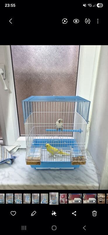 Popuqay 2 eded Dünen alinib. Qefeside yenidir Uşaq ders oxumadigi lalafo.az -da Popuqay 2 eded Dünen alinib. Qefeside yenidir Uşaq ders oxumadigi