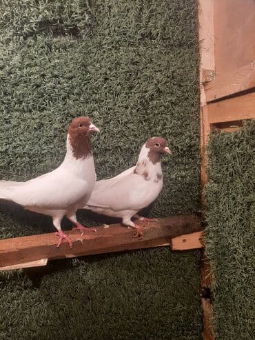 karella quslari: Məhsul: Göyərçinlər – müxtəlif cins və rənglərdə cütlər Təsvir: - — 1