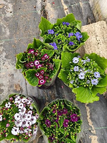 hemise bahar gulu: Rəngarəng mövsümi bəzək gülləri – istixanadan birbaşa Məhsul: - — 3