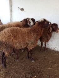 Коровы, быки: Elan başlığı: 7 boğaz qoyun satılır Təsvir: - 7 ədəd boğaz (hamilə) — 12