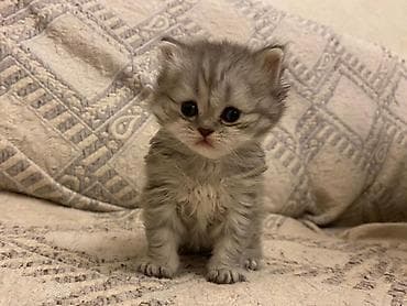 pişiy adlari: Şotland — 2