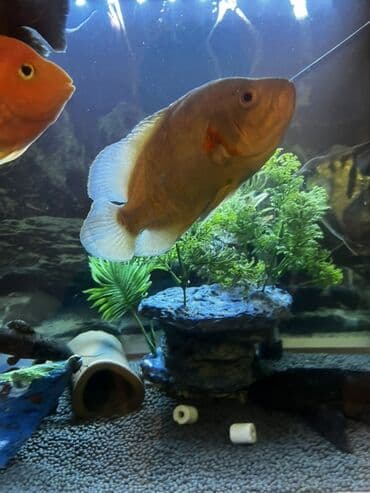 попугай ара: Астронотус — 6