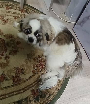 alman afçarka iti: Pekines, 1 il, Dişi, Peyvəndli — 1