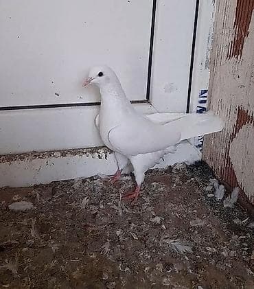 deve quşu: Tutulma 12 tuk dizden ciplag unvan suraxani — 4