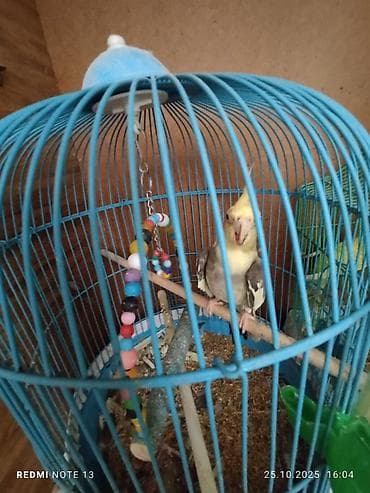 Növbəti quşsevərlər üçün ideal seçim: nimfa tutuquşu (cockatiel)