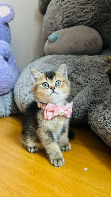 pişik latok: Şinşilla, Dişi — 5