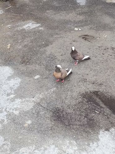 heyvanlara verilen xususi adlar: Cüt dekorativ göyərçin ikisidə maya - Növ: dekorativ/ev göyərçini - — 1