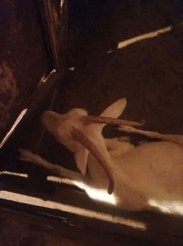 atla eşşəyin cütləşməsi: Məhsul: Təkə (erkək keçi) Təsvir: - Ağ rəngli, qıvrım və uzun — 1