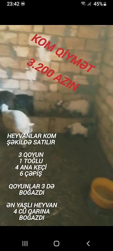 Козы, козлята: Qiymət sondu aşağı salınmayacaq fikiei cidi şəxslər zəng etsin — 2