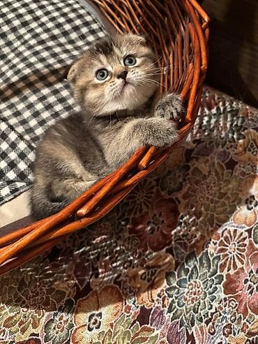 Şotland yastı qulaq, Erkək, Dişi, Yaxşı əllərə, Ünvandan götürmə, Pulsuz çatdırılma, Ödənişli çatdırılma