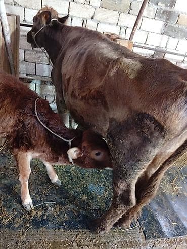 Salam aleykum ineyler bir yerde satılır ağ inəy smental melezi dir — 7