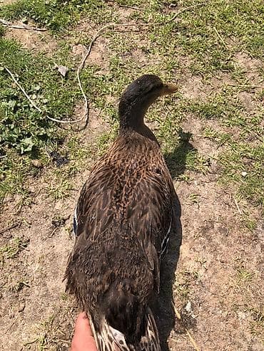 Ördəklər barter olunur baxır təklifə