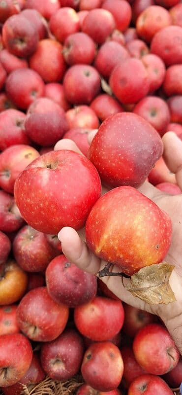 bıldırcın eti satışı: Qırmızı alma – bağdan təzə yığılmış, şirin və ətirli. Xüsusiyyətlər — 1