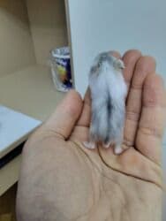 Gəmiricilər: Cunqariklar satılır. 2 həftəlikdikər. Anadan ayrıla bilərlər. 2 erkek — 5