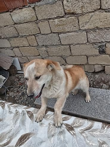 sərab coban iti: 10 ay, Erkek — 4