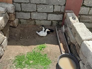 ördək lavanda: Son giymet 25 m — 2