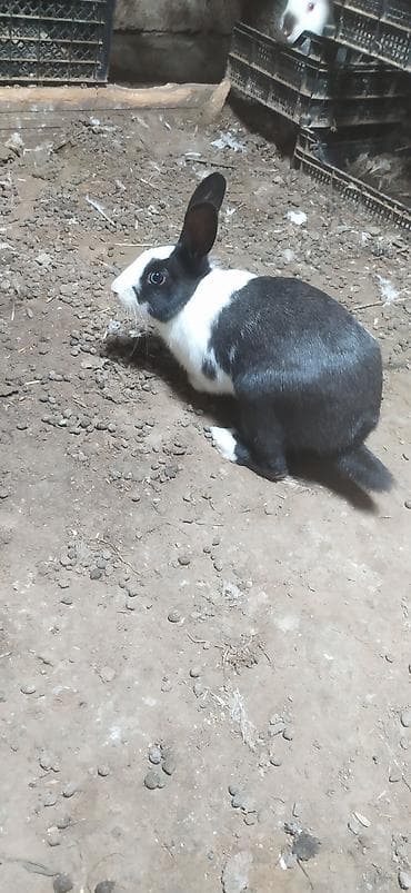 ən ucuz pişiklər: Qara-ağ rəngli dekorativ dovşan Cutu 50 Manata Satilir Dişi Ag — 1