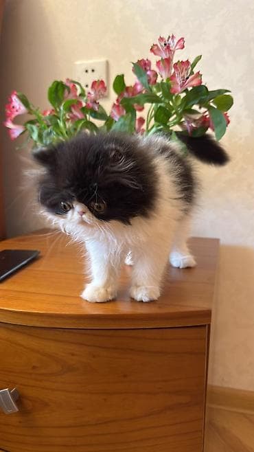 Fars lalafo.az -da Fars