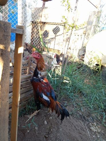 linqorin toyuqlar: Xoruz, il: 1 — 1