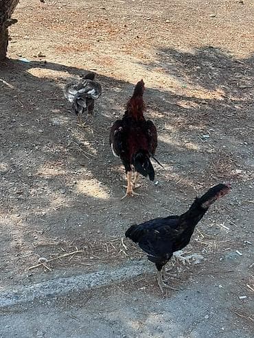 K/t heyvanları və malları: Barter edirem yerli toyuqlarla — 5