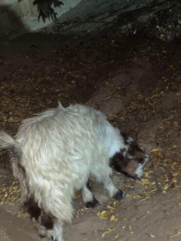 balasına sud verməyən qoyun necə adlanır: Çəpişdər satılır 2 denedi — 7