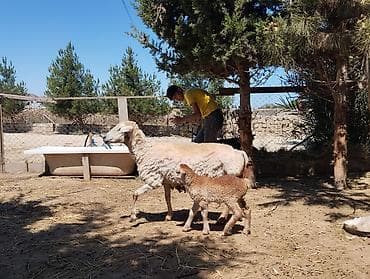 2 si de 3 cü qarindi balanın biri Erkey biri dişidi heyvanlar — 4