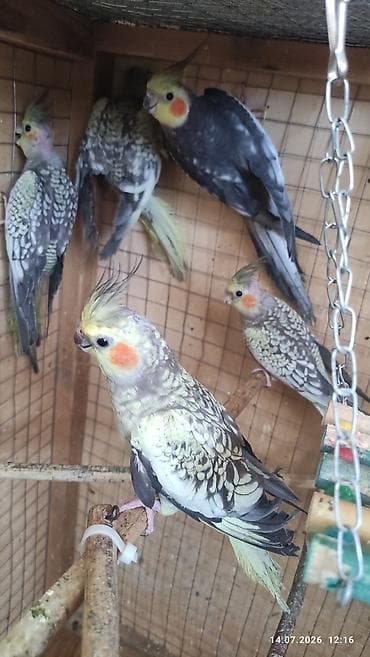 ev qus: Beşdene karella bir cüt ata ana üç balasi balalar 3 ayliqdi hamsi alan — 7
