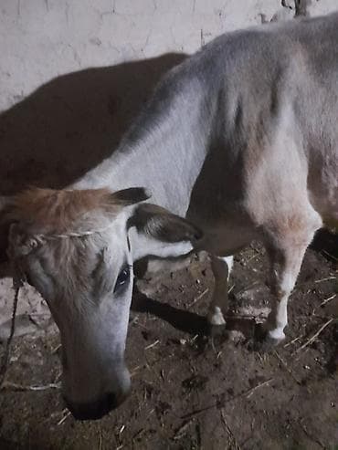 mal qara qusar: Mal-qara – inək və buzov - Növ: yerli cins mal-qara - Tərkib: ana — 3