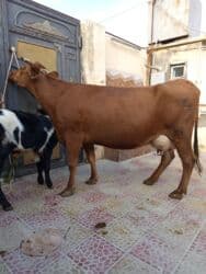 Inəklər, öküzlər: Inəklər, öküzlər — 4