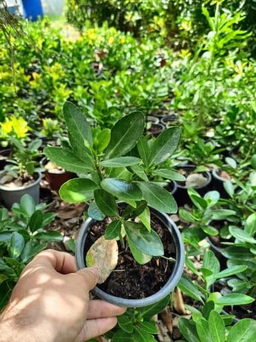 helba bitkisi faydaları: Qızıl güllər dipçək gülləri həmişə yaşıl kolları zəhmət olmasa — 11