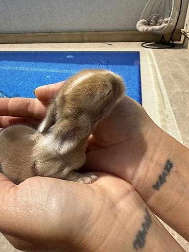 balaca tuklu it: 🐰Körpəlik halı belə şirindir! Cəmi 8 günlükdür 22 avqustdan satış — 3