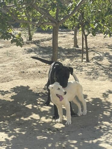 сколько стоит щенок акита ину: Алабай, 5 месяцев, Самка, С прививками, Самовывоз, Платная доставка — 3