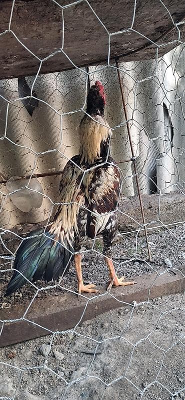 ağ ördək: Heyratı beçə satılır 9 aylıqdı tayına boyna beçə gətir yoxla al cinsi — 2