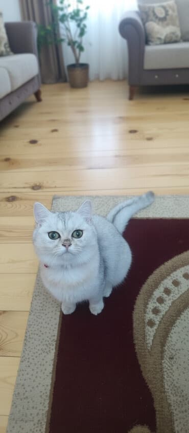 pişik şekileri: Şinşilla, Dişi — 1