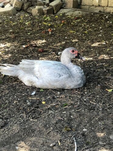 cins ineklerin qiymeti: Lavanda erkek ordey satilir.2 ededdir.əsil damazliqa — 4