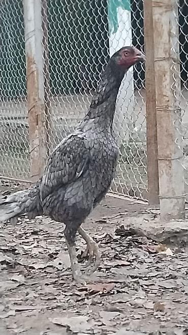 kurd toyuq: Toyuq, Damazlıq — 1