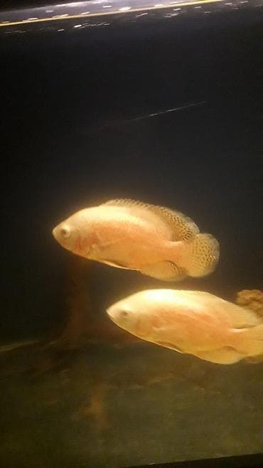 Quşlar: Oskar balığı, Yırtıcı — 4