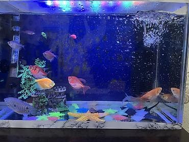 akvarium bitkileri: Dördbucaq akvarium, Balıqlarla birlikdə, 18 l, Ünvandan götürmə, Ödənişli çatdırılma — 2