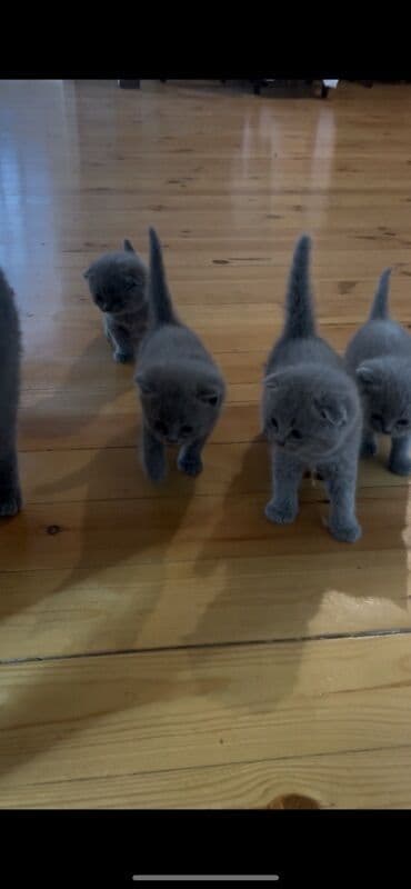 böyüməyən pişik: Şotland yastı qulaq, Erkək, Dişi — 5