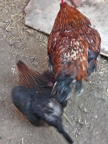 hinduska balasi satilir: Salam 8 ayliq xoruzdu tam sağlamdi öz he yetimin heyvandi banliyir — 9