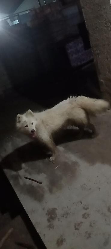 Gəmiricilər: Samoyed, 1 ay, Dişi — 1