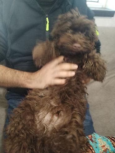 heyvan geyimleri: 1 ay, Erkek, Peyvəndli — 8