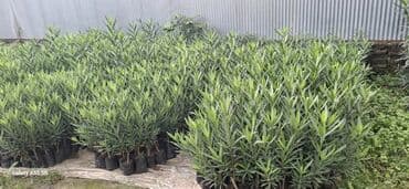 bitki satışı: Oleandr (Nerium oleander) fidanları - Torfla doldurulmuş polietilen — 2