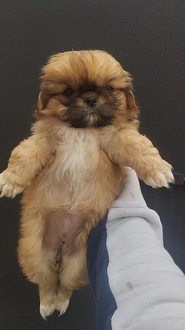 papuqay type 1: Pekines, 2 ay, Dişi, Ünvandan götürmə — 3