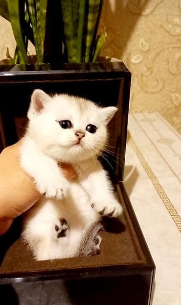 bala pişik: Qızıl şinşilla, Erkək, Dişi — 3