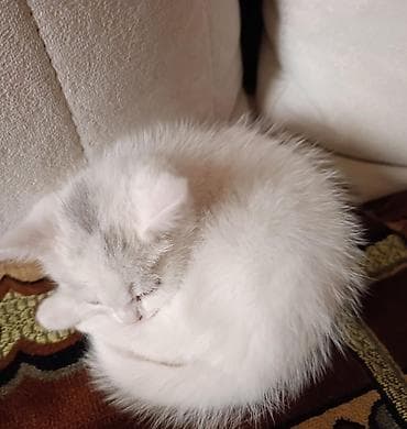 menks cinsi pişik: Ağ balaca şotland dik qulaq pişik balası 5 aylıq erkəkdi, peyvənd qurd — 3